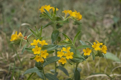 Lithospermum canescens