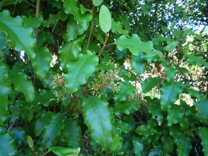 Olearia paniculata