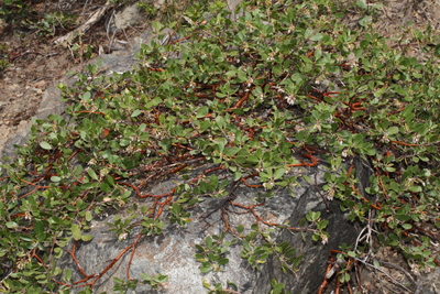 Arctostaphylos nevadensis