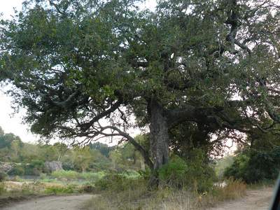 Diospyros mespiliformis