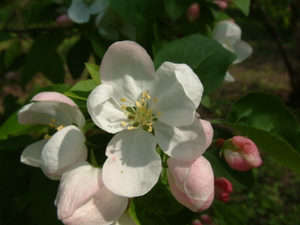 Cutleaf crabapple