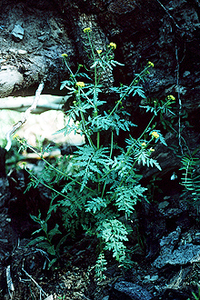 Mountain Tansy Mustard