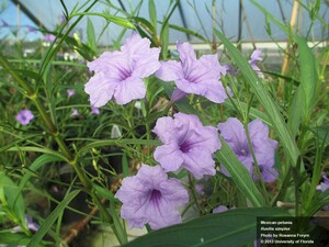 Mexican Petunia