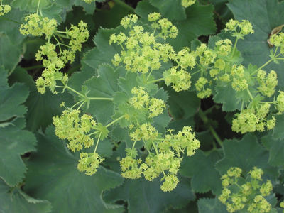 Alchemilla mollis