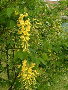 Golden-chain tree