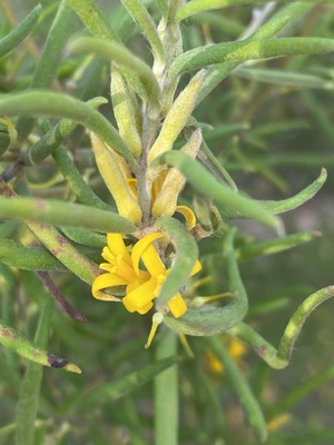 Persoonia mollis