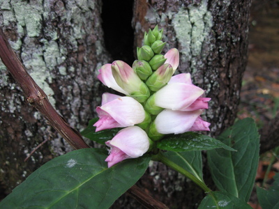 Chelone glabra