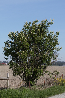 Sambucus racemosa