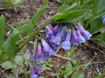 Mertensia oblongifolia