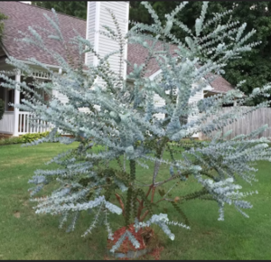 'Baby Blue' - silver-leaved mountain gum