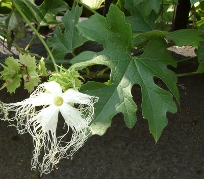 Trichosanthes kirilowii