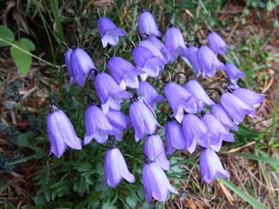 Campanula cochleariifolia