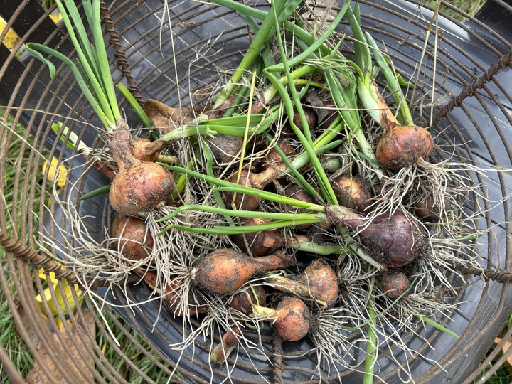 This is a surprising turn of events! After all the grass died down for autumn, I could spot the left over onions which made it, so I pulled whatever I could found and some got to a decent size.

This is also a sign that Onions can survive without weeding around them :)