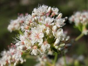 California Buckwheat