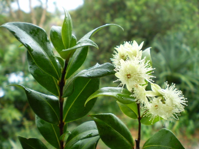 Backhousia myrtifolia