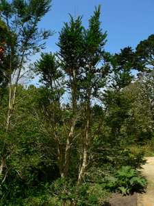 Azara microphylla