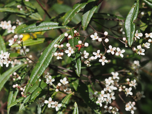 Sandfly Bush