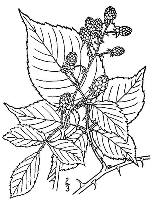 Rubus allegheniensis