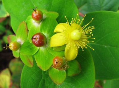 Hypericum androsaemum