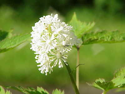 Actaea rubra