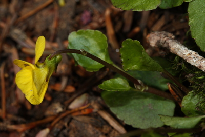 Viola sempervirens