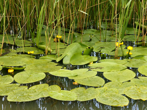 Yellow Water Lily