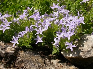 Adriatic Bellflower