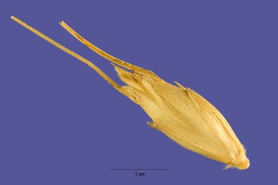 Triticum timopheevii