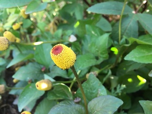 Spilanthes - Toothache Plant - Acmella oleracea
