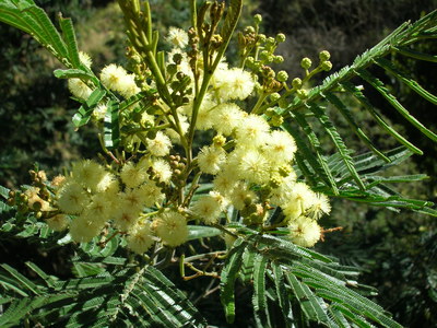 Acacia mearnsii