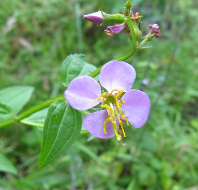 Rhexia virginica