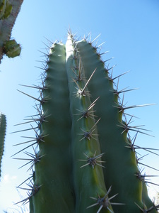 Joconostle cactus