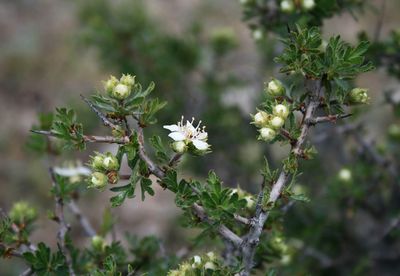 Crataegus tanacetifolia