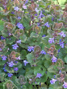 Ground Ivy