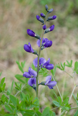 Baptisia australis