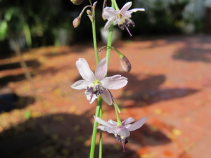 Pale Vanilla Lily