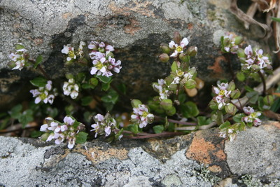 Cochlearia danica