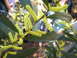 Sydney Golden Wattle