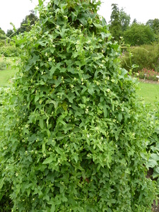 Red Bryony