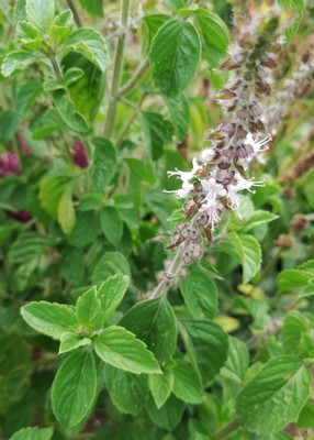 Close-up of blossom and leaves of African basil.
