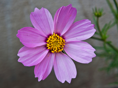 Cosmos bipinnatus