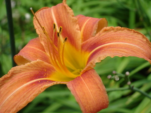 Common Day Lily
