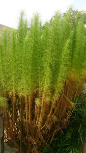 Redstem wormwood