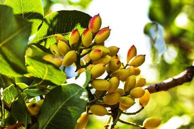 Pistacia vera