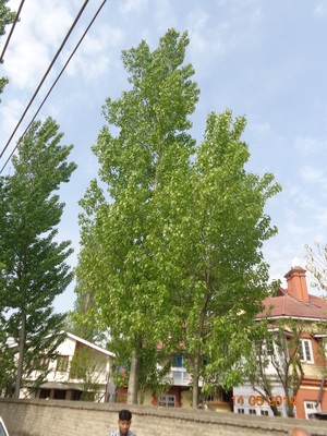 Populus ciliata