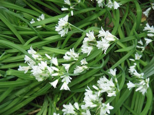 Three-Cornered Leek