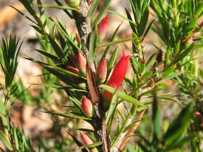 Astroloma humifusum