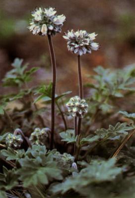 Hydrophyllum occidentale