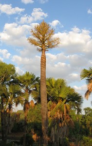 Gebang Palm Corypha palm