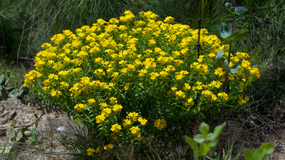 Lithospermum caroliniense